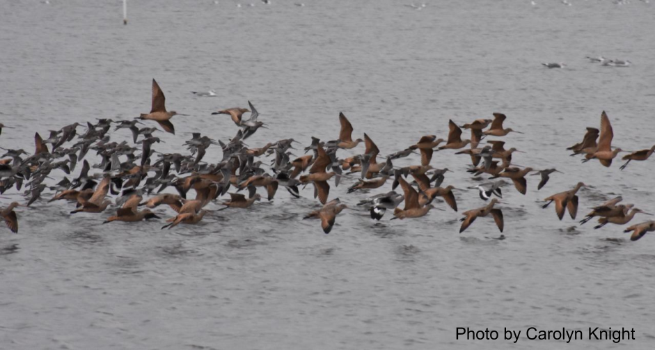 Charleston Slough Banner