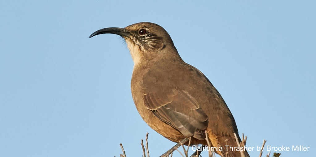 Pearson-Arastradero Preserve Banner
