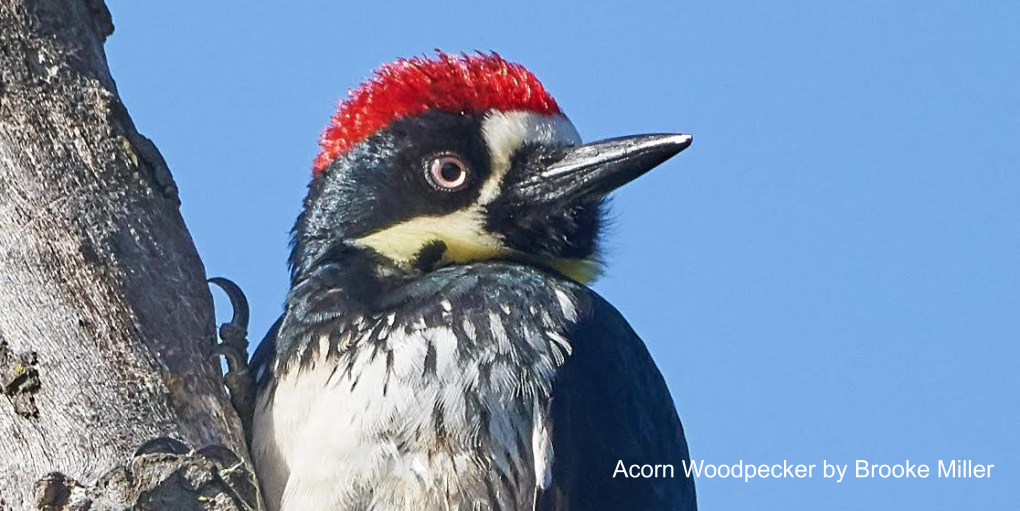 Little Uvas Creek Banner