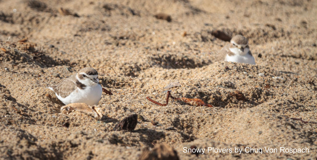 Fall Migration on the Coast at Moss Landing & Vicinity Banner