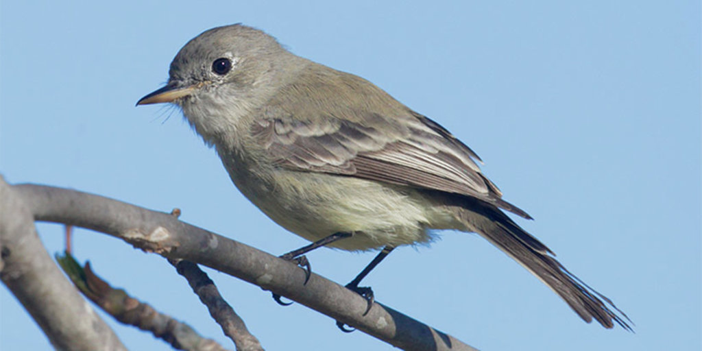 SCVAS Birding Class: Flycatchers Banner
