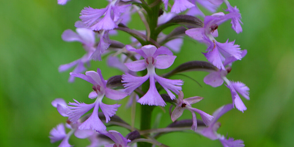 Rare and Showy Plants of the Chicago Region and the Habitats that Support T Banner