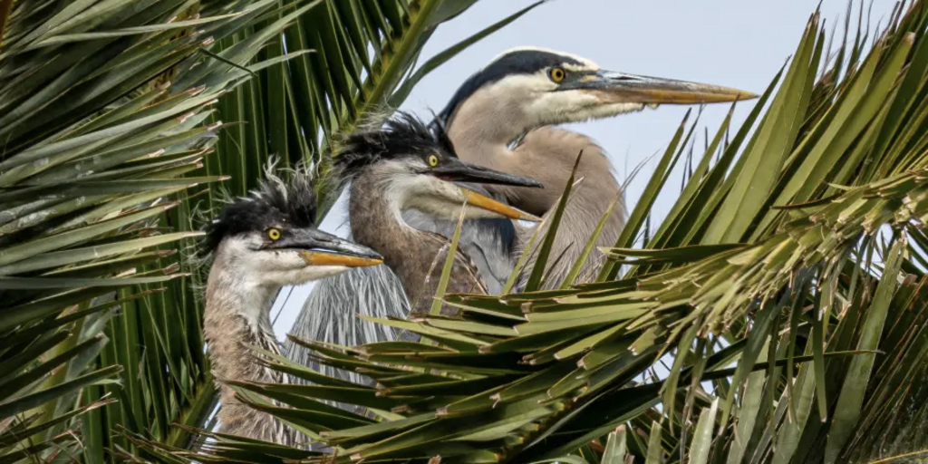De Silva Island Heron Colony Banner