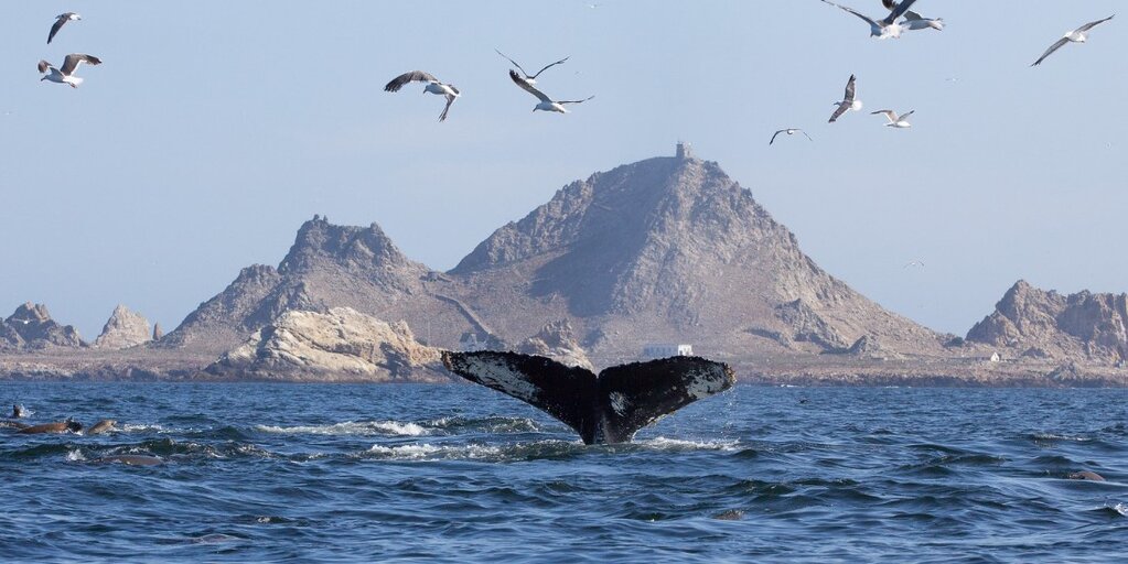 Farallon Islands Boat Trip - From Clipper Yacht Harbor, Sausalito Banner
