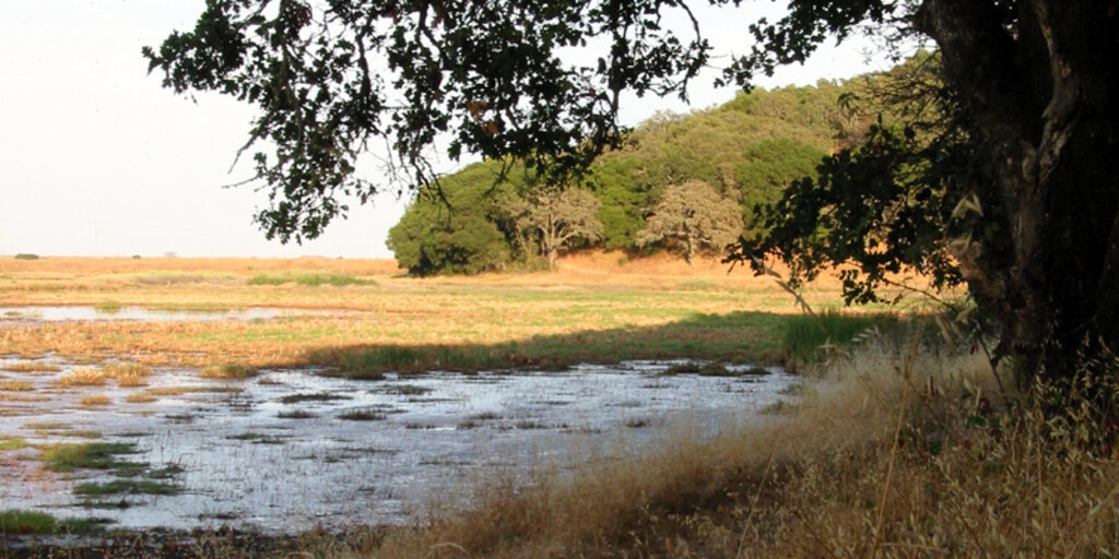 Bahia, Horseshoe Pond & Rush Creek Banner