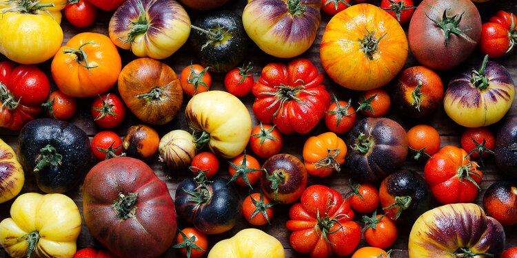 May Sprouting Project Dinner: Tomato