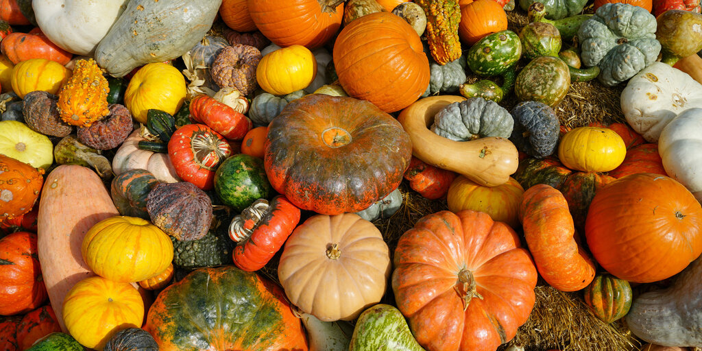 October Sprouting Project Dinner: Gourd Banner