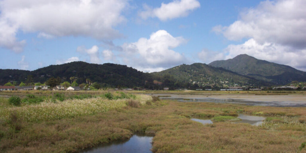 Corte Madera Marsh Banner