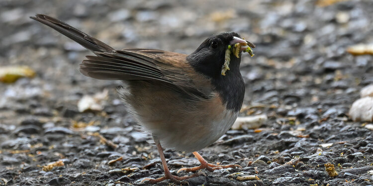 Birdathon 2026: Concrete Juncos