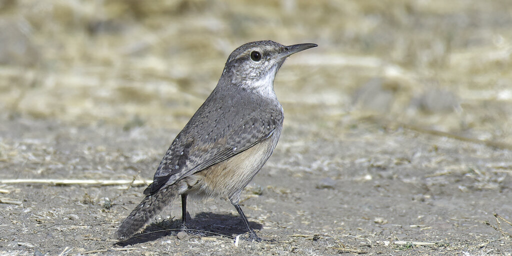 Birdathon 2026: Rock Wrens Banner