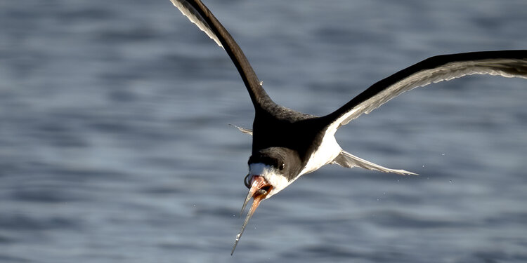 Birdathon 2026: Birdcassos