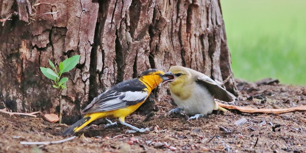 Birdathon 2026: Hot Spotters Banner