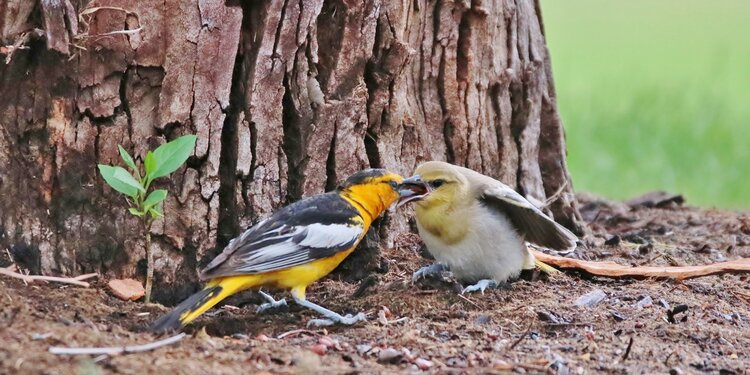 Birdathon 2026: Hot Spotters