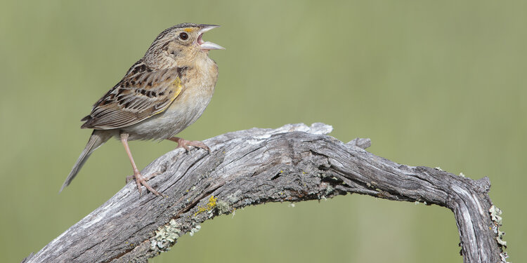 Birdathon 2026: DeDUCKtions