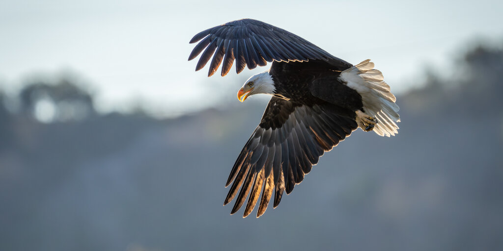 Birdathon 2026: Almaden Eagles Banner