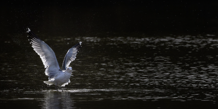 Birdathon: Everything Bay Gulls