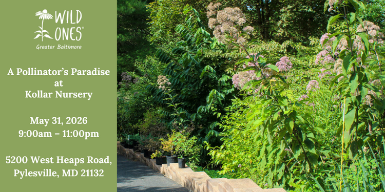 A Pollinator's Paradise at Kollar Nursery