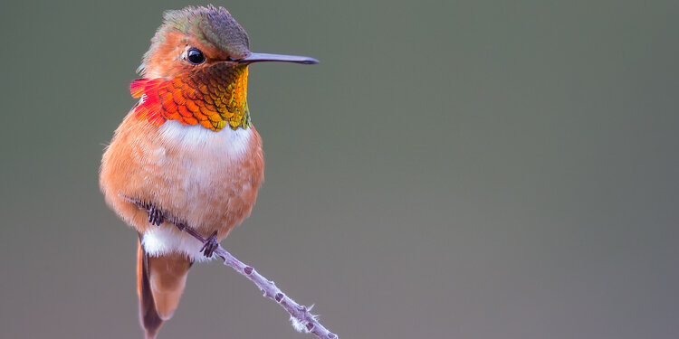 Birdathon 2026: The Hummy Pot