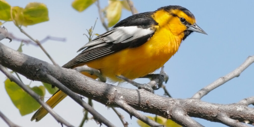 Birdathon 2026: Run for the Hills Banner