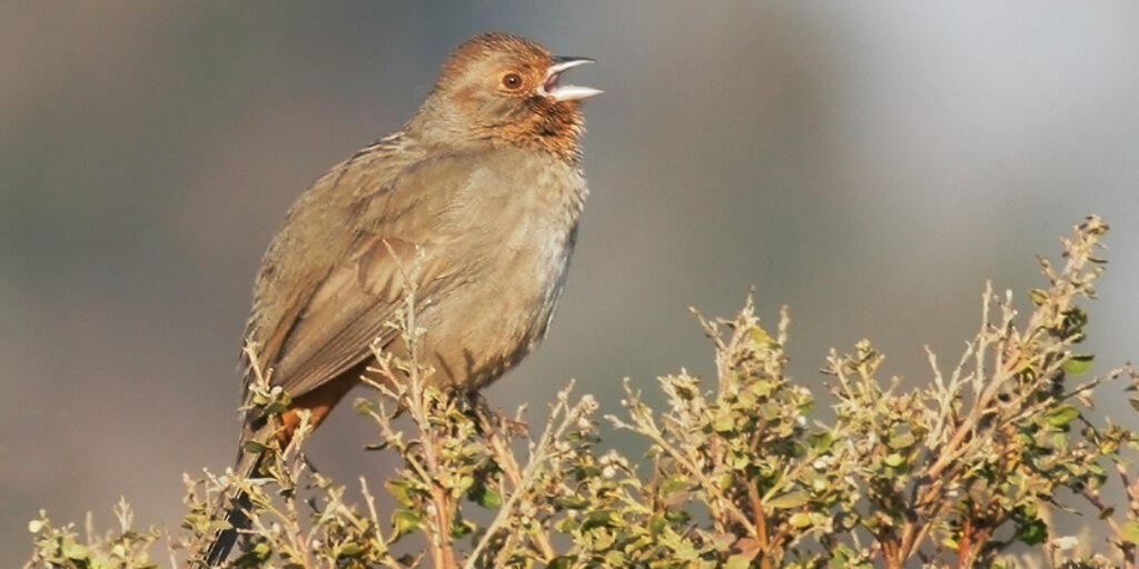 Birdathon: Backyard Birds & Coffee Banner