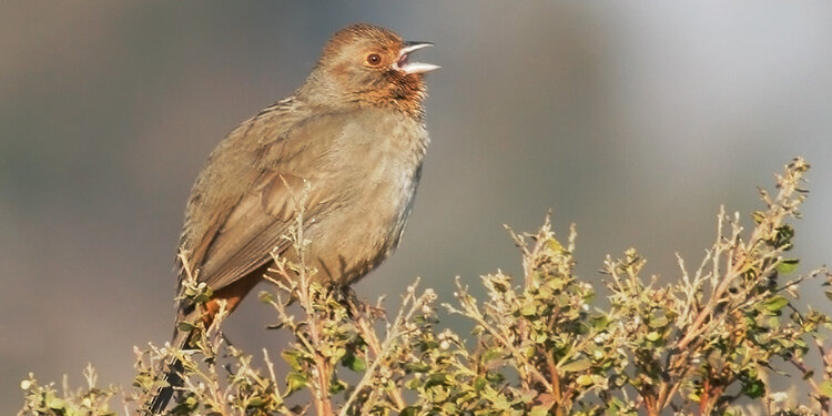 Birdathon: Backyard Birds & Coffee
