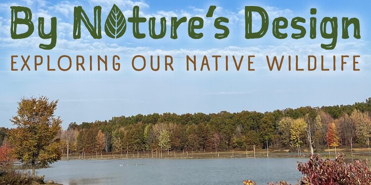 Wetland Wonders: By Nature's Design Screening & Wetland Tour
