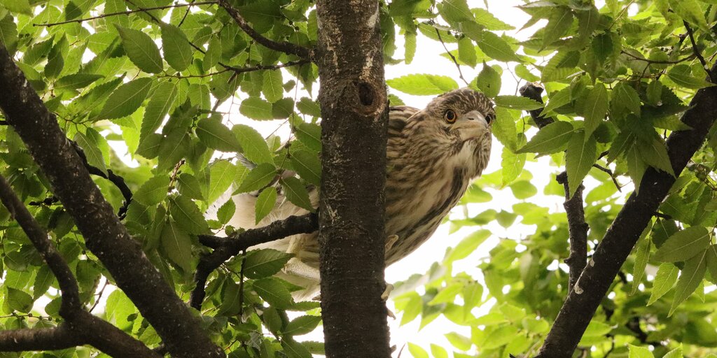 April 18 Garden Planting Event at Thames Street Park Banner