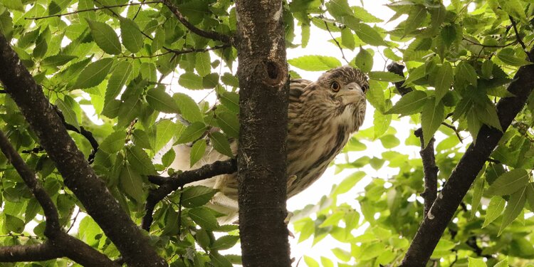 April 18 Garden Planting Event at Thames Street Park