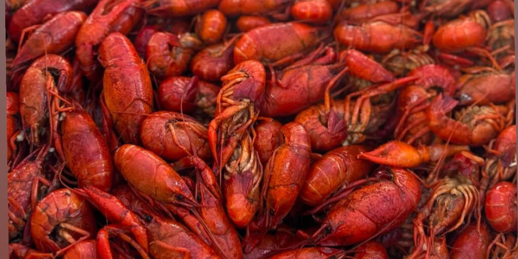 Pearland Band  and Color Guard Crawfish Fundraiser  Banner