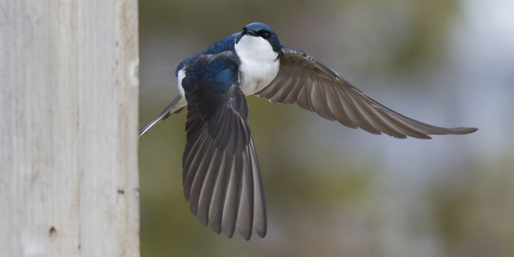 Birdathon 2026:The Fledgling Banner
