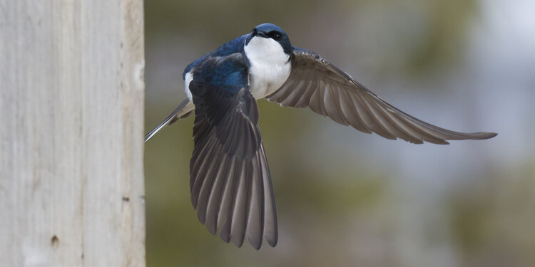Birdathon 2026:The Fledgling