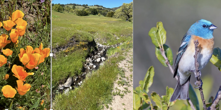 Birds, Plants and Wildflowers of Mt. Burdell