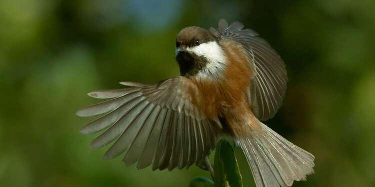 Birdathon 2026: Los Gatos Birdwatcher