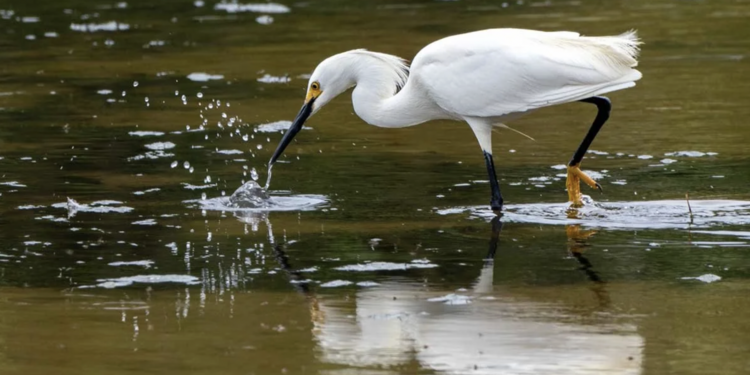 Birdathon 2026: Quack Pack