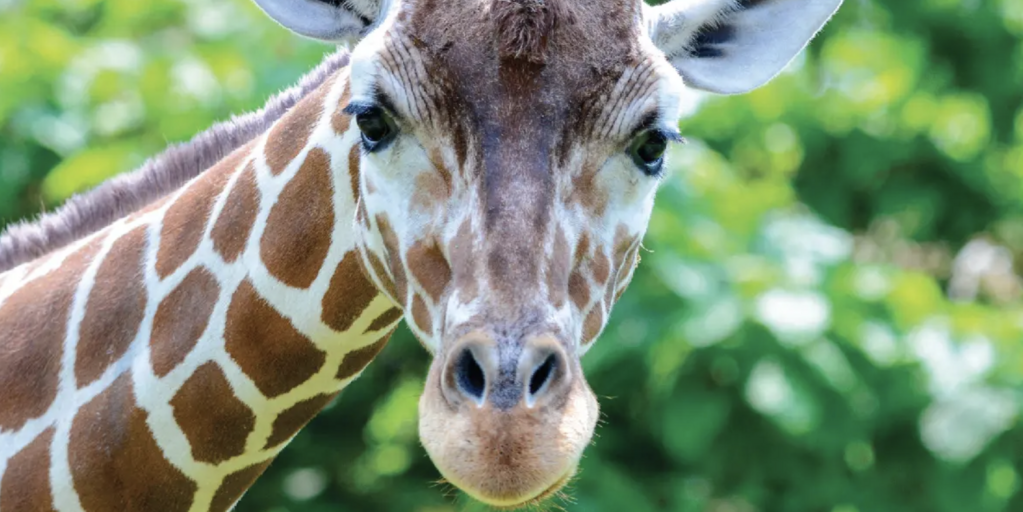 Family Day at the Chattanooga Zoo Banner