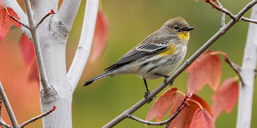 Birdathon 2026: Butter Butts Banner