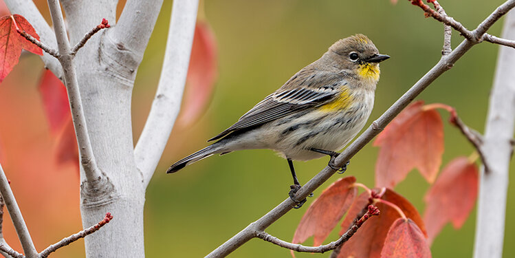 Birdathon 2026: Butter Butts