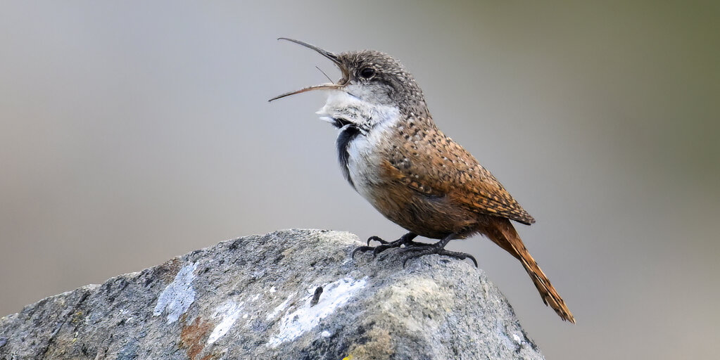 Birdathon 2026: Song Birds Banner