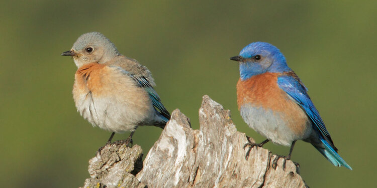 Birdathon: WWW.Bird!