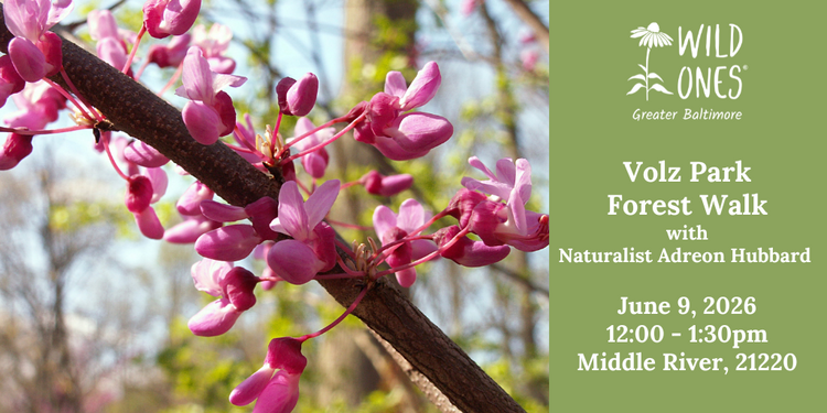 Volz Park Forest Walk