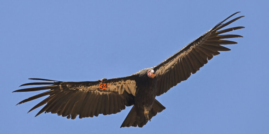 Birdathon 2026: Los Condors Banner