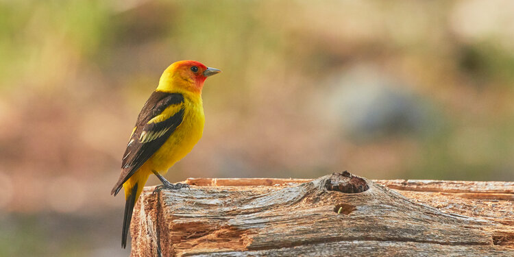 Birdathon 2026: The Ulistac Pack