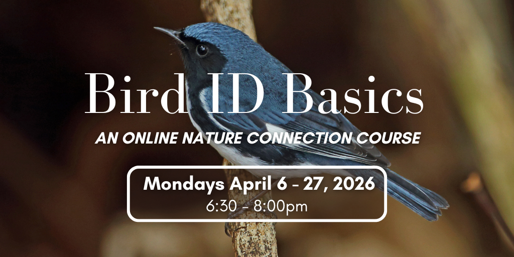 Bird ID Basics Online Course: Session 1 of 4 Banner