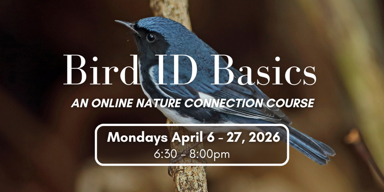 Bird ID Basics Online Course: Session 1 of 4