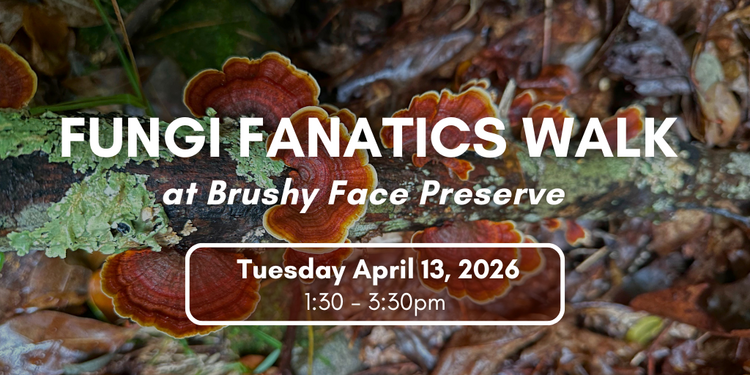 Fungi Fanatics Walk at Brushy Face Preserve