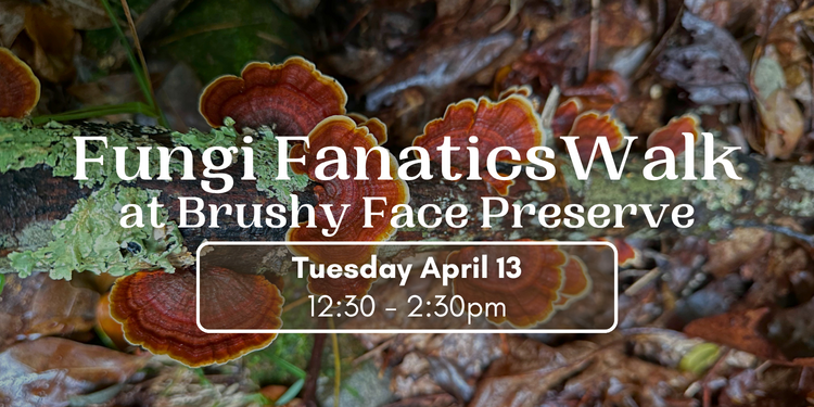 Fungi Fanatics Walk at Brushy Face Preserve