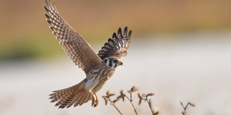 Birdathon 2026: Cedar Nature
