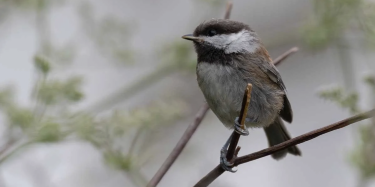 Birdathon 2026: Curious Clickadees