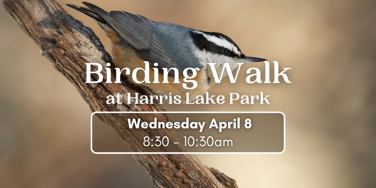 Birding Walk at Harris Lake Park