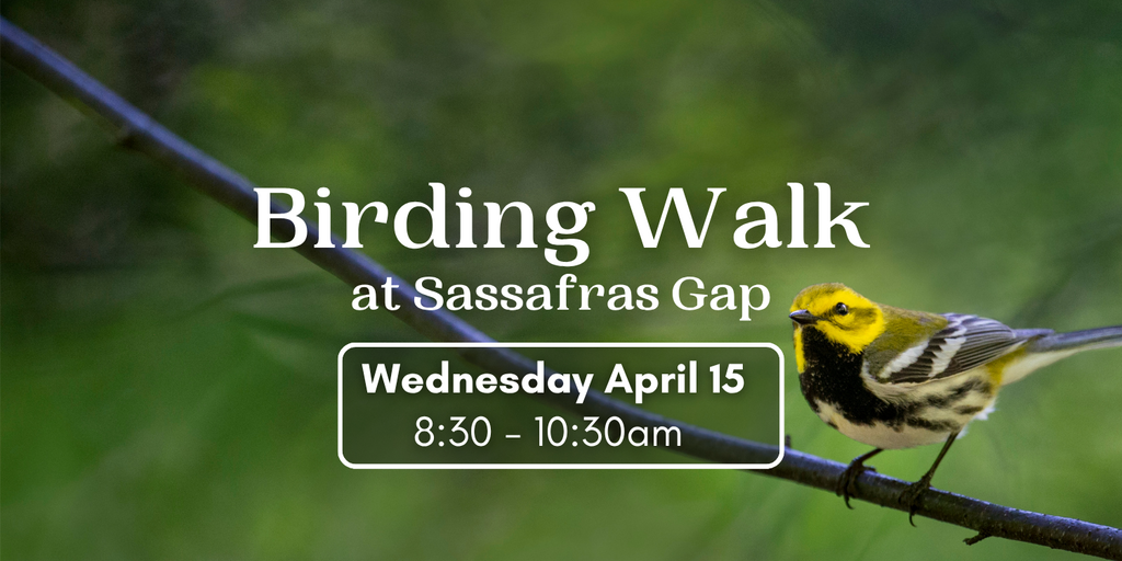 Birding Walk at Sassafras Gap Banner